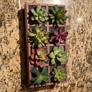 Hold ** do not purchase Succulent plant